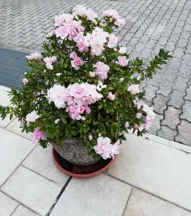 Alloggio Cristina Valdobbiadene Buitenkant foto